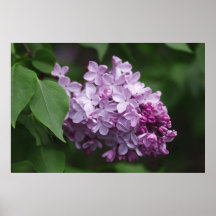 Lilac Print