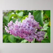 Lilac purple lavender lavander Gotland Island Posters
