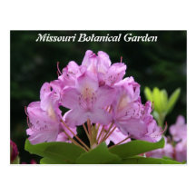 Lilac Rhododendron Post Cards