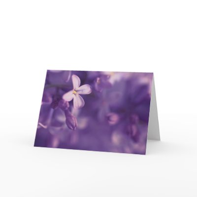 Lilacs, Blank Card, floral photography, greetings by JayneLogan