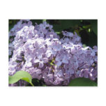 Lilacs in Full Bloom Post Card