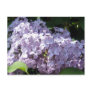 Lilacs in Full Bloom Post Card
