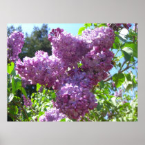 Lilacs Poster