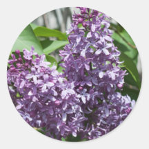 Lilacs Sticker