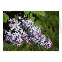 Lilas de ressort carte