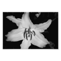 Lilie Photo Art