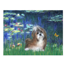 Lilies 5 - Shih Tzu (brown-white) Postcards