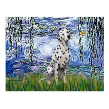 Lilies #6 - Dalmatian Postcard