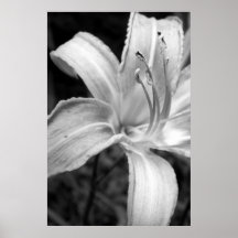 lilies bw posters