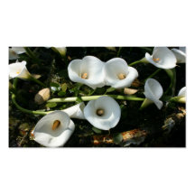 Lilies growing at Calla Lily Plantation, Taiwan Business Cards