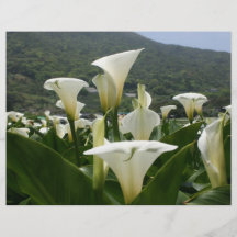 Lilies growing at Calla Lily Plantation, Taiwan Flyer Design