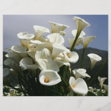 Lilies growing at Calla Lily Plantation, Taiwan Custom Flyer