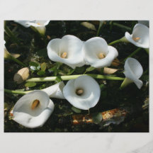 Lilies growing at Calla Lily Plantation, Taiwan Flyer Design