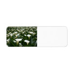 Lilies growing at Calla Lily Plantation, Taiwan Return Address Labels