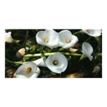 Lilies growing at Calla Lily Plantation, Taiwan Photo Greeting Card