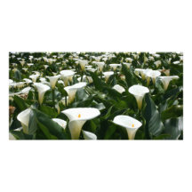 Lilies growing at Calla Lily Plantation, Taiwan Photo Greeting Card