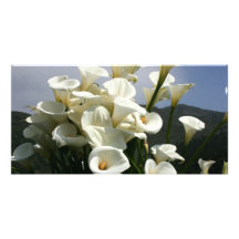 Lilies growing at Calla Lily Plantation, Taiwan Photo Greeting Card
