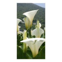 Lilies growing at Calla Lily Plantation, Taiwan Photo Greeting Card