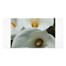 Lilies growing at Calla Lily Plantation, Taiwan Photo Card