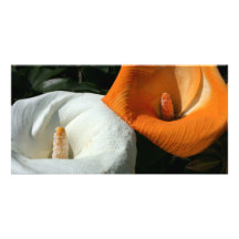 Lilies growing at Calla Lily Plantation, Taiwan Photo Cards