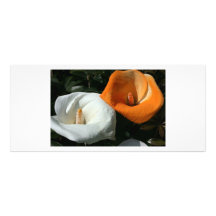 Lilies growing at Calla Lily Plantation, Taiwan Rack Card Template