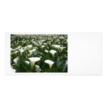 Lilies growing at Calla Lily Plantation, Taiwan Rack Card Design