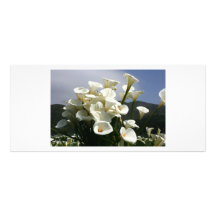 Lilies growing at Calla Lily Plantation, Taiwan Full Color Rack Card