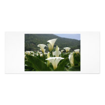 Lilies growing at Calla Lily Plantation, Taiwan Custom Rack Card