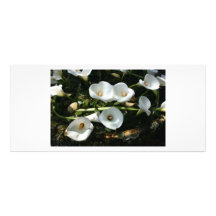 Lilies growing at Calla Lily Plantation, Taiwan Custom Rack Card