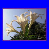 Lilies in the Sun posters