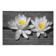 "Lilies of the Water" 12 x 8 print Art Photo