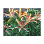 Lilies Postcard
