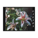 LILIES postcards