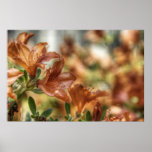 Lilies Poster