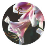 Lilies stickers Pink Lily Flowers Summer Florals