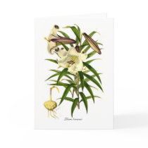 Lilium brownii greeting cards