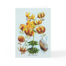 Lilium humboldtii card