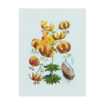 Lilium humboldtii post card
