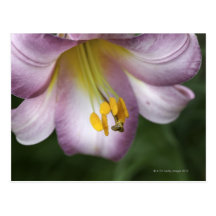 Lilium regale is a trumpet flowered lily, native post card