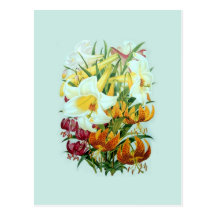 Lilium species post cards
