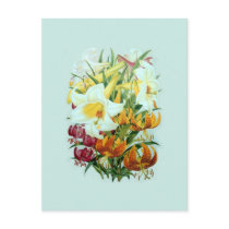 Lilium species post cards
