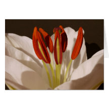 Lilley Stamens Cards