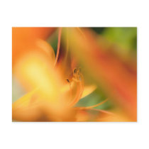 lilli postcard