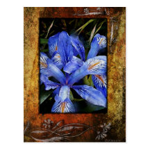 Lillie's-Framed Post Card