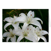 Lillies Greeting Card