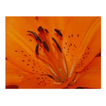 "Lilltle Orange Lilly" Postcard