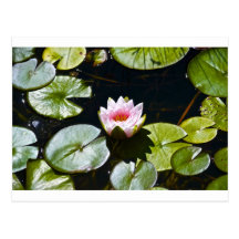 Lilly and Lotus Post Cards
