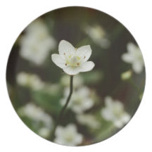 Lilly flower dinner plates