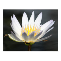 Lilly In Sunlight Post Card