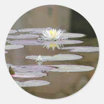 Lilly Lillies Ponds Lillypads Round Sticker